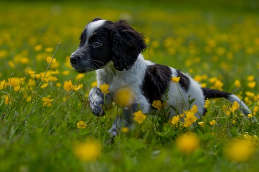 Valpekurs Online nå