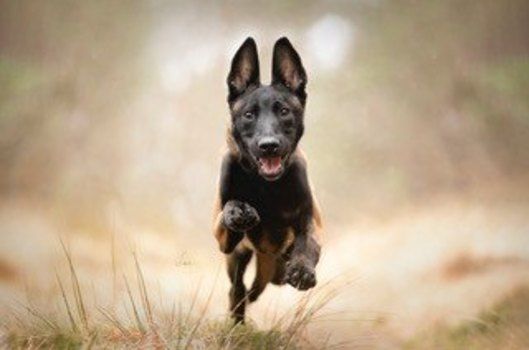 Gratis kurs - første uker i nytt hjem