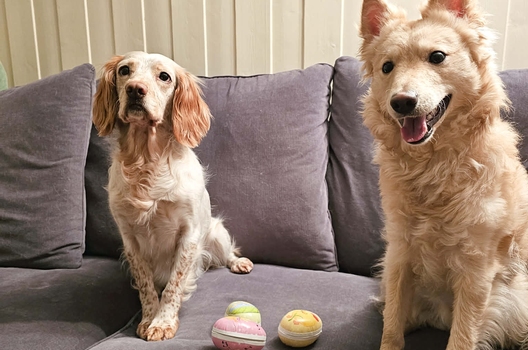 Påskesøk konkurranse